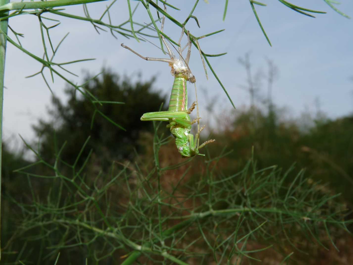 Uromenus (Bolivarius) brevicollis insularis in muta